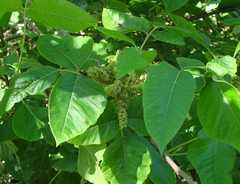Toxicodendron radicans negundo