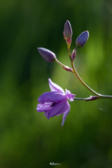 Arthropodium strictum