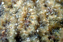 Botryllus