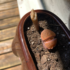 Lithops