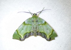 Achrosis incitata