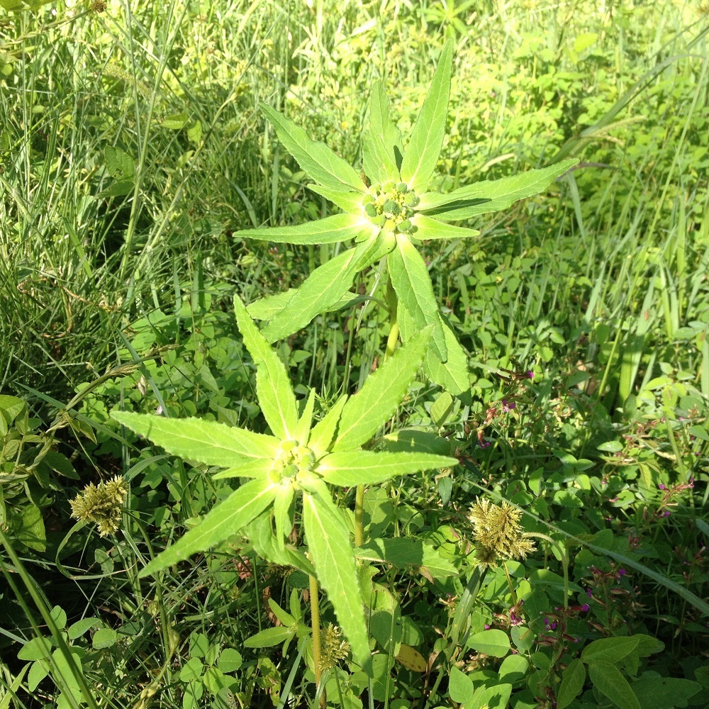 hairy-fruit spurge