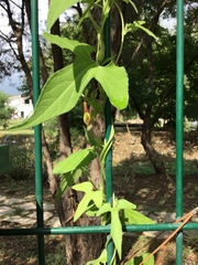 Aristolochia pentandra