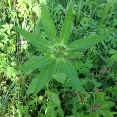Euphorbia cuphosperma