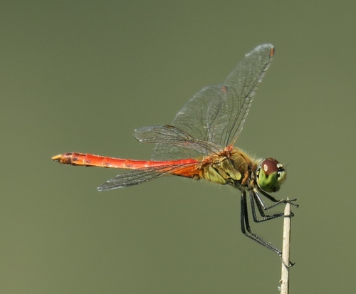 Spotted Darter