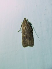 Helcystogramma triannulella