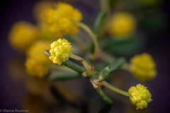 Acacia