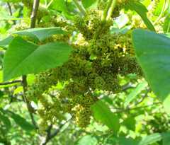 Toxicodendron radicans negundo
