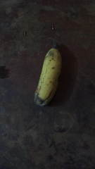 Musa × paradisiaca