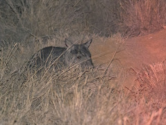 Northern Hairy-Nosed Wombat photo 2