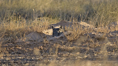 Northern Hairy-Nosed Wombat photo 4