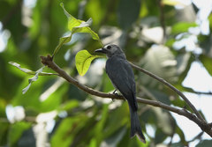 Dicrurus leucophaeus leucogenis