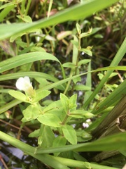Limnophila aromatica
