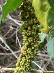 Phytolacca dodecandra