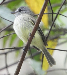 Myiopagis viridicata