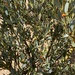 Daviesia argillacea - Photo (c) Loxley Fedec,  זכויות יוצרים חלקיות (CC BY-NC), הועלה על ידי Loxley Fedec