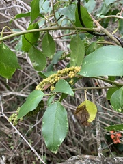 Phytolacca dodecandra