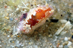 Chromodoris alternata