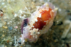 Chromodoris alternata
