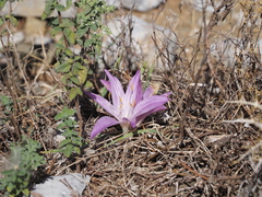 Colchicum chalcedonicum