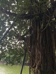 Ficus