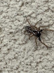 Menemerus semilimbatus