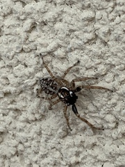 Menemerus semilimbatus