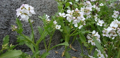 Cakile arctica