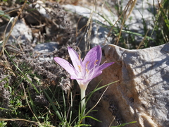 Colchicum chalcedonicum
