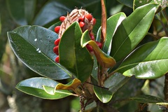 Magnolia grandiflora