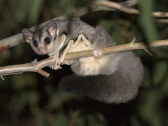 Squirrel Glider photo 4