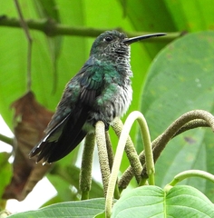 Polyerata rosenbergi