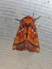 Papaipema leucostigma