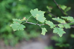 Ribes uva-crispa