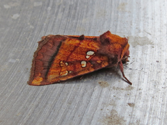 Papaipema leucostigma