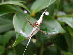 Argiope minuta