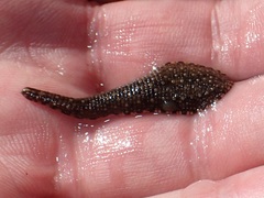 Glossiphoniidae
