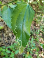Liriomyza carphephori