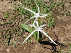 Hymenocallis vasconcelosii