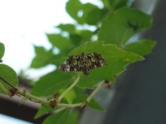 Chabula acamasalis
