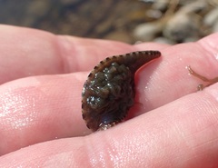Glossiphoniidae