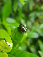 Dermorhytis kandyensis