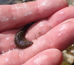 Glossiphoniidae