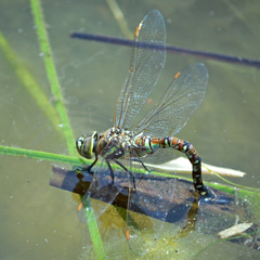 Rhionaeschna multicolor