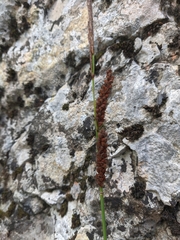 Carex flacca serrulata