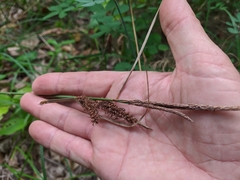 Carex flacca serrulata
