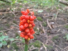 Arum cylindraceum