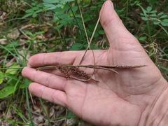 Carex flacca serrulata