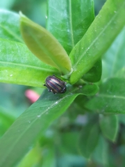 Eurypelta modesta