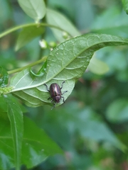 Eurypelta modesta